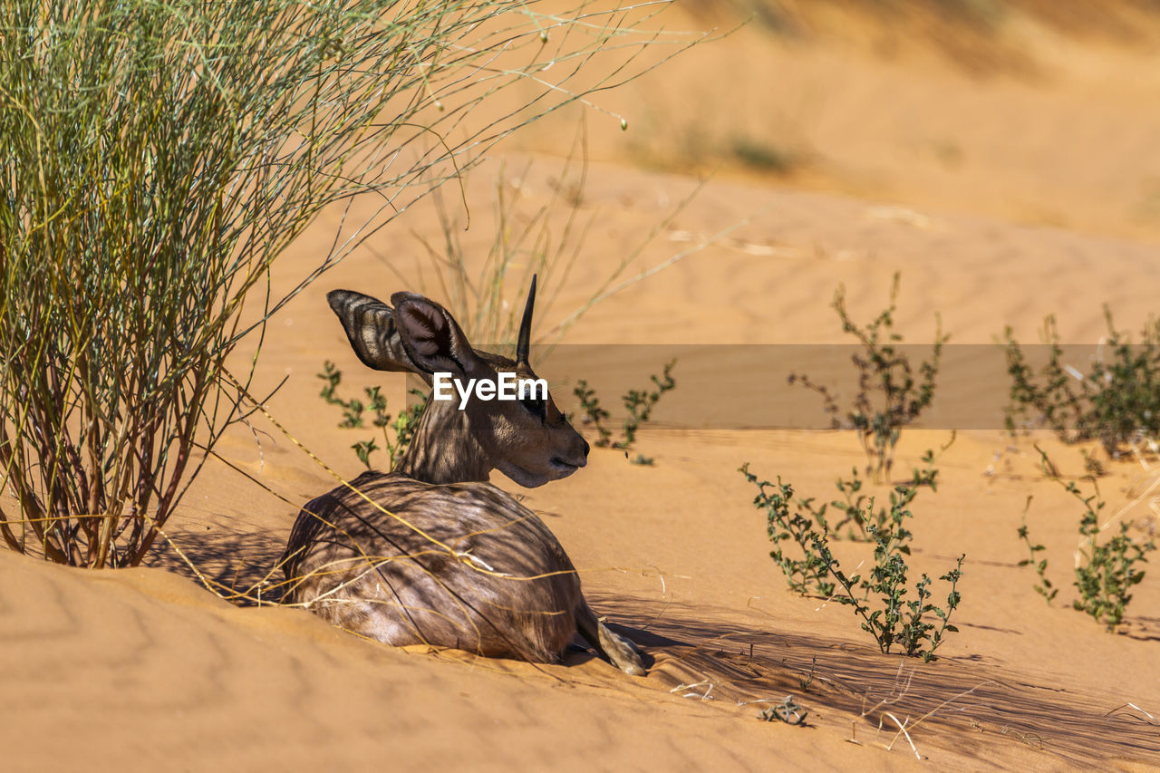 VIEW OF A HORSE ON THE SAND