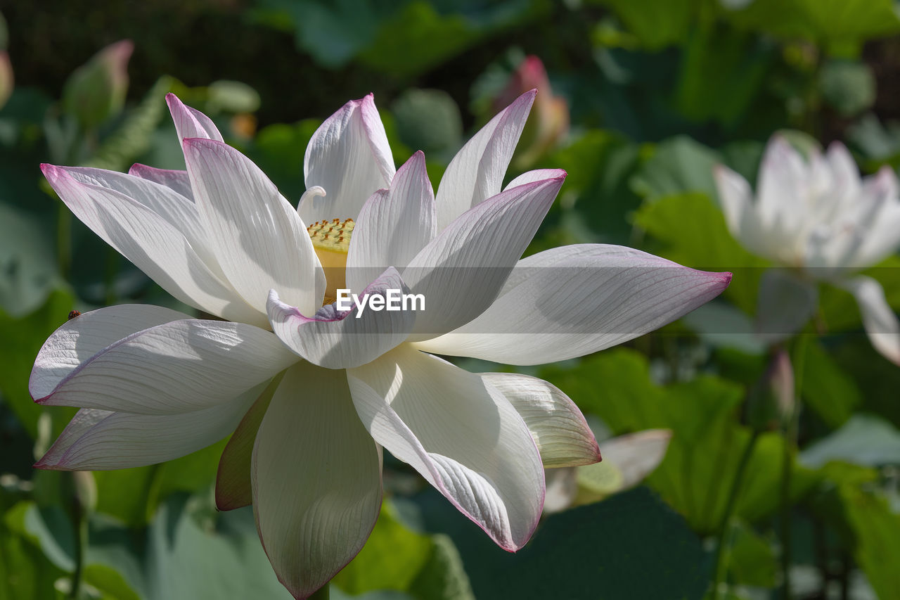 CLOSE-UP OF WHITE LILY OF PLANT