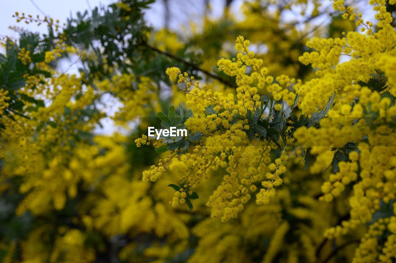 CLOSE-UP OF INSECT ON YELLOW FLOWERS