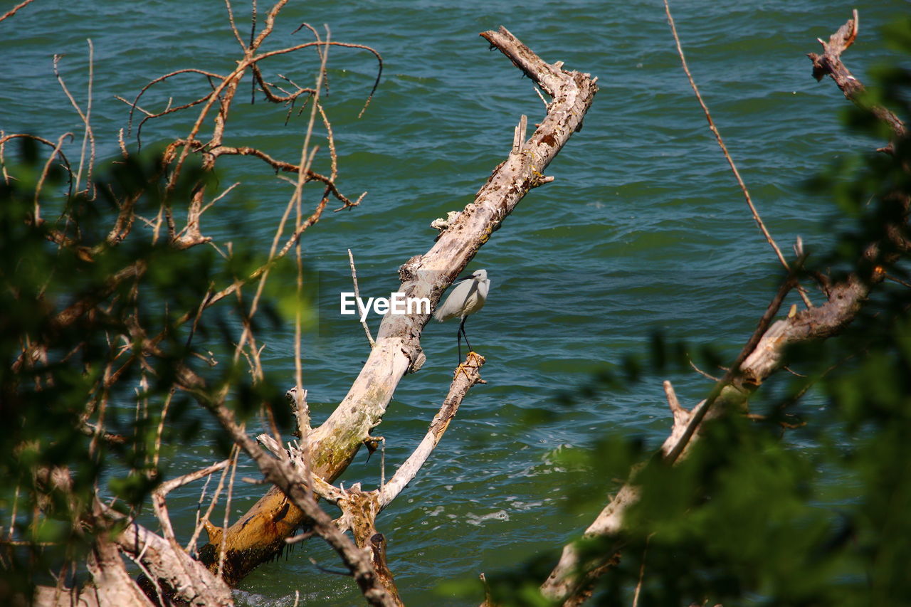 HIGH ANGLE VIEW OF PLANTS GROWING IN LAKE