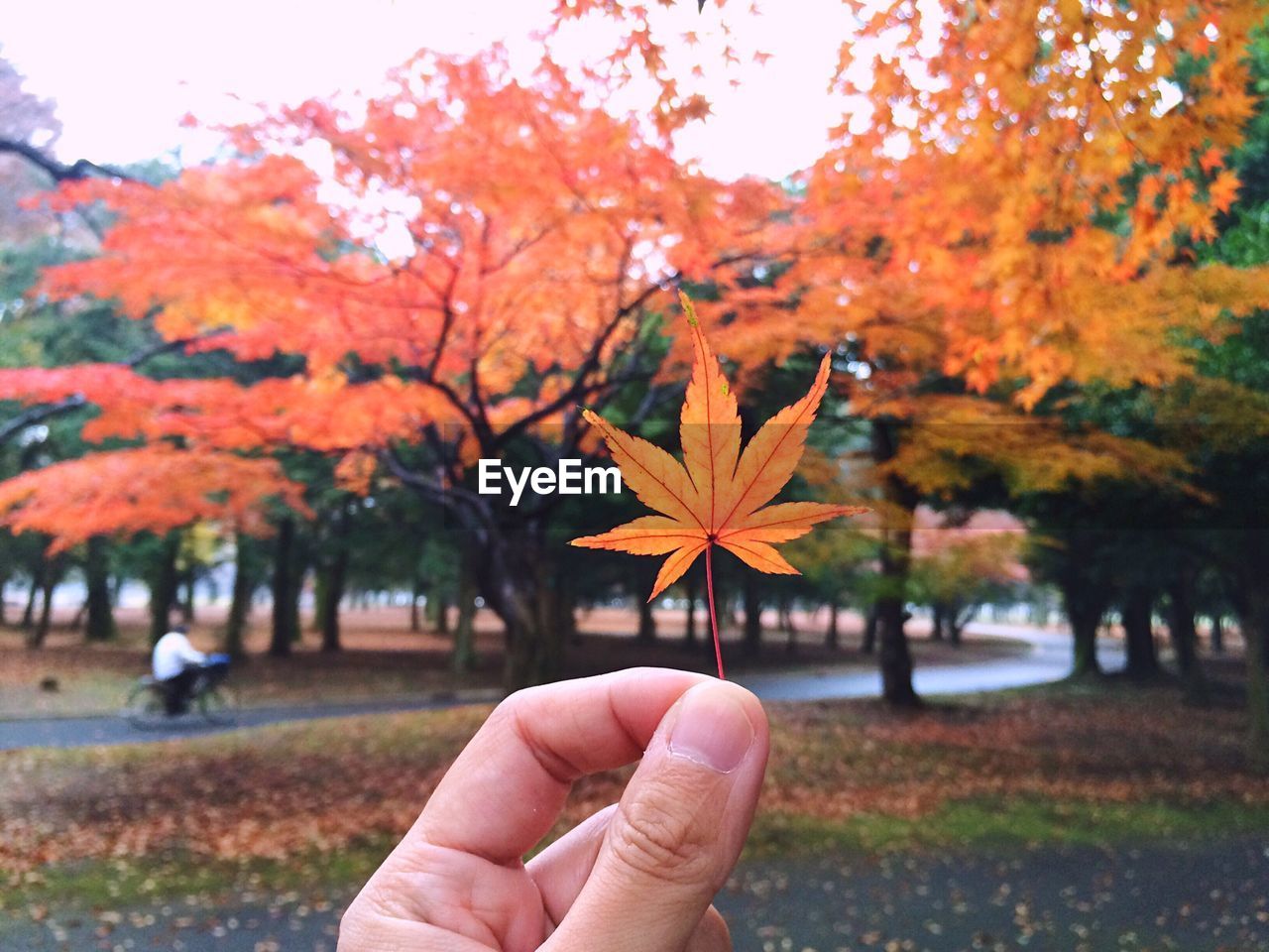 Cropped image of person holding maple leaf at park