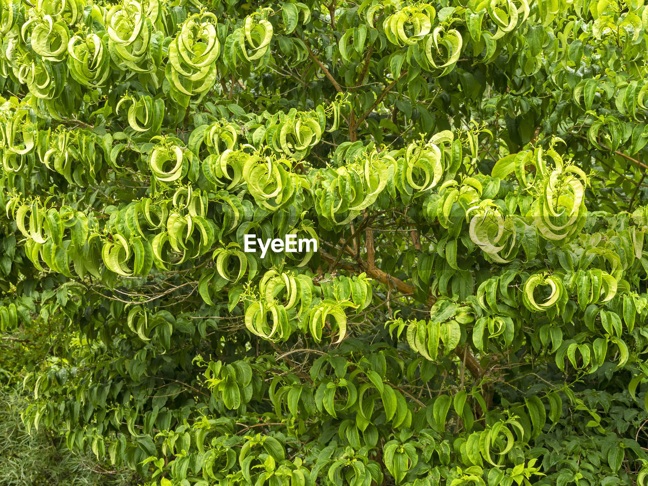 green, plant, growth, nature, full frame, backgrounds, no people, beauty in nature, day, flower, leaf, plant part, grass, outdoors, high angle view, lawn, freshness, field, close-up