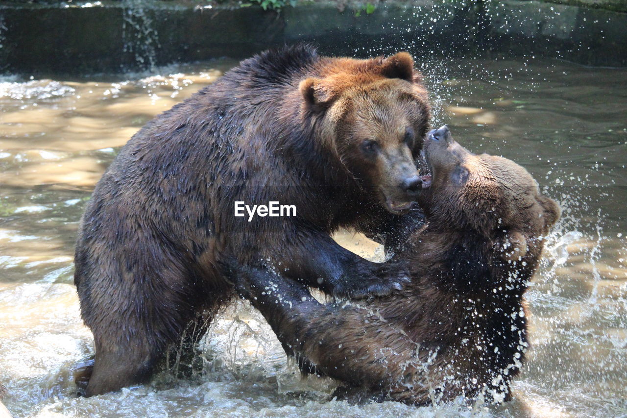 Bears fighting on lake