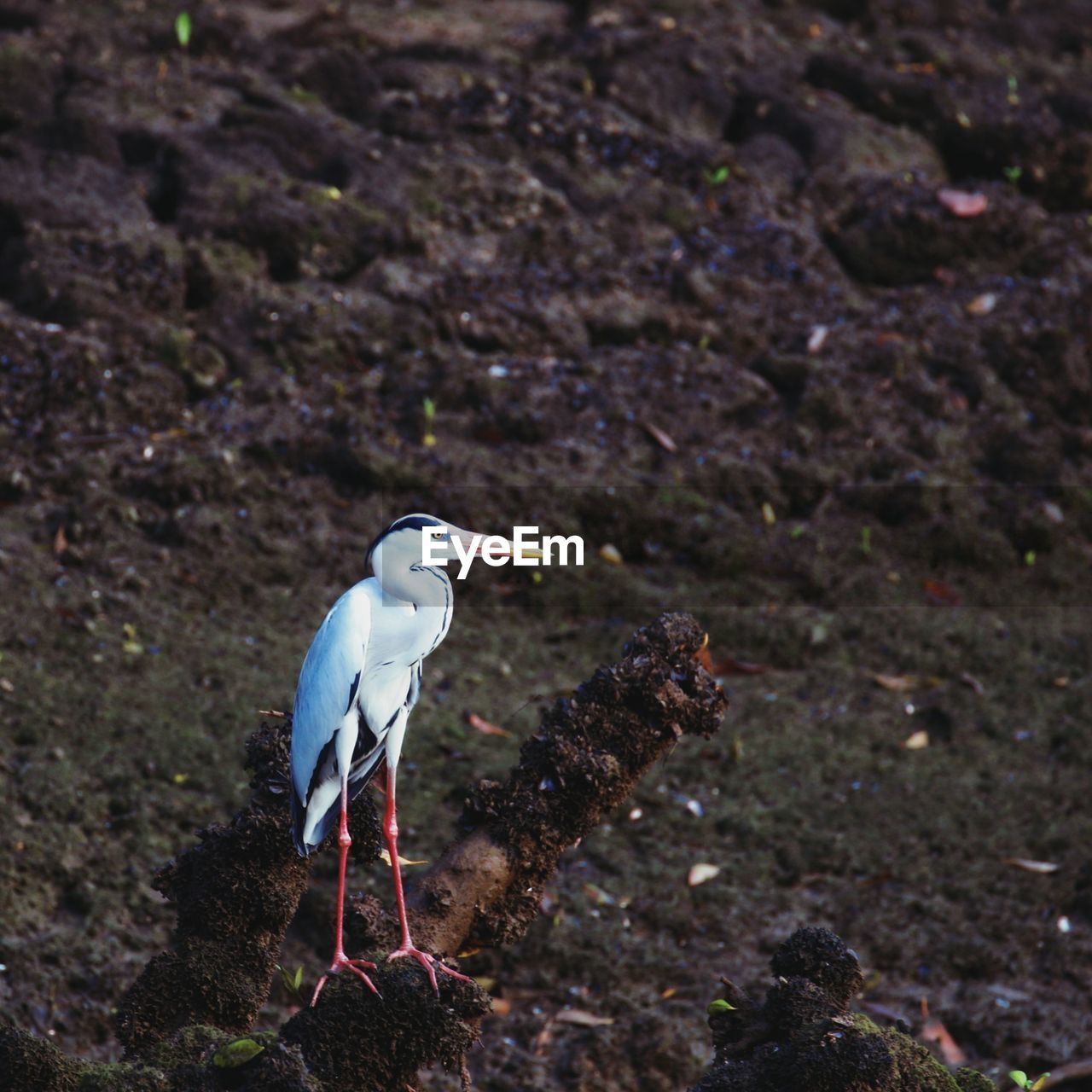 CLOSE-UP OF BIRD PERCHING ON ROCK