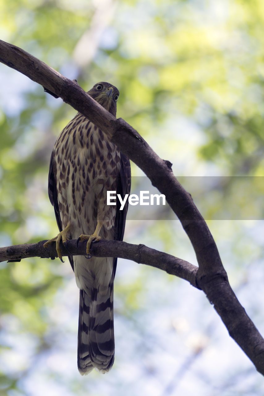 Low angle view of eagle perching on tree