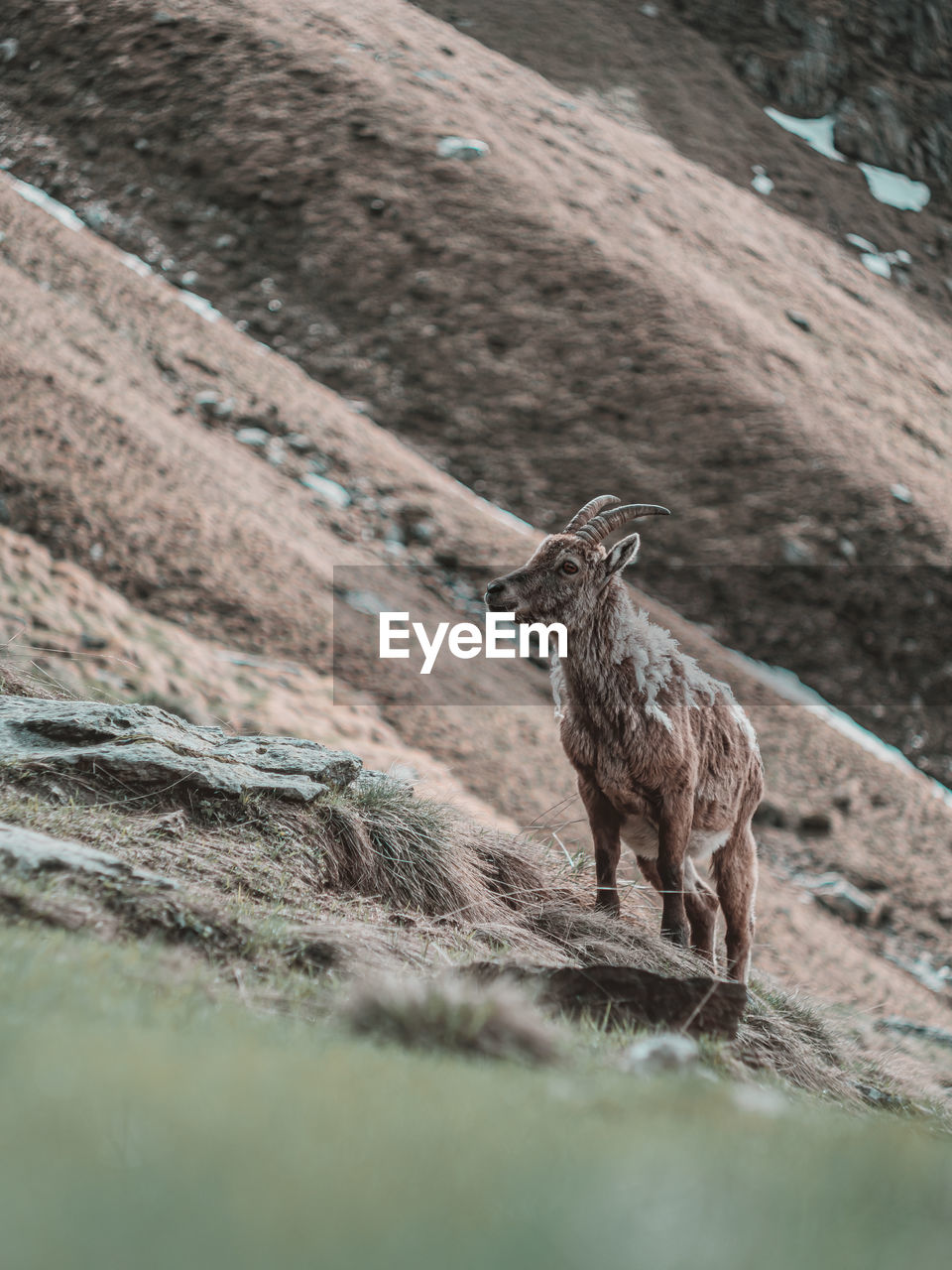 Ibex on rock