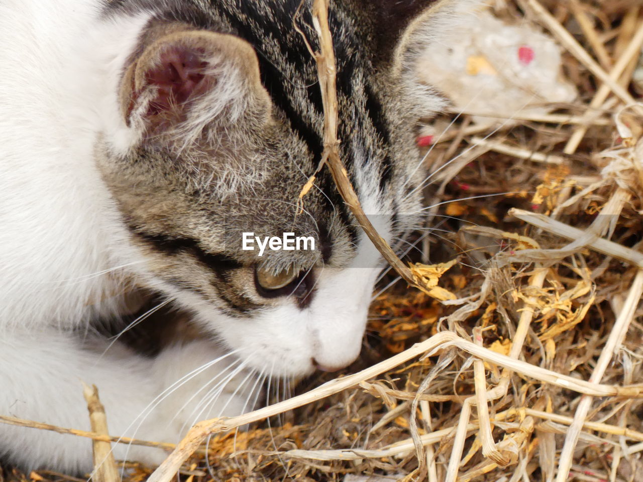 HIGH ANGLE VIEW OF CAT OUTDOORS