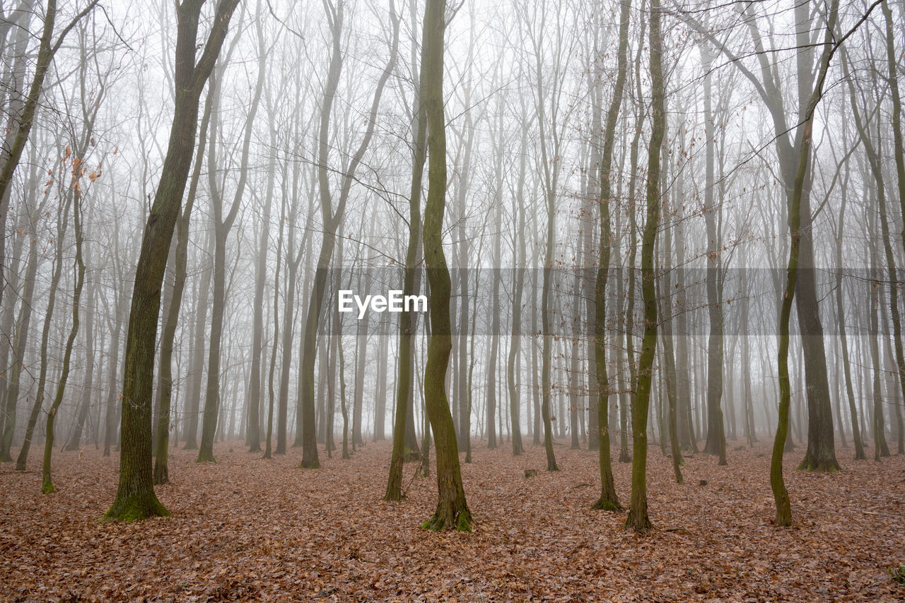 Trees in forest against sky