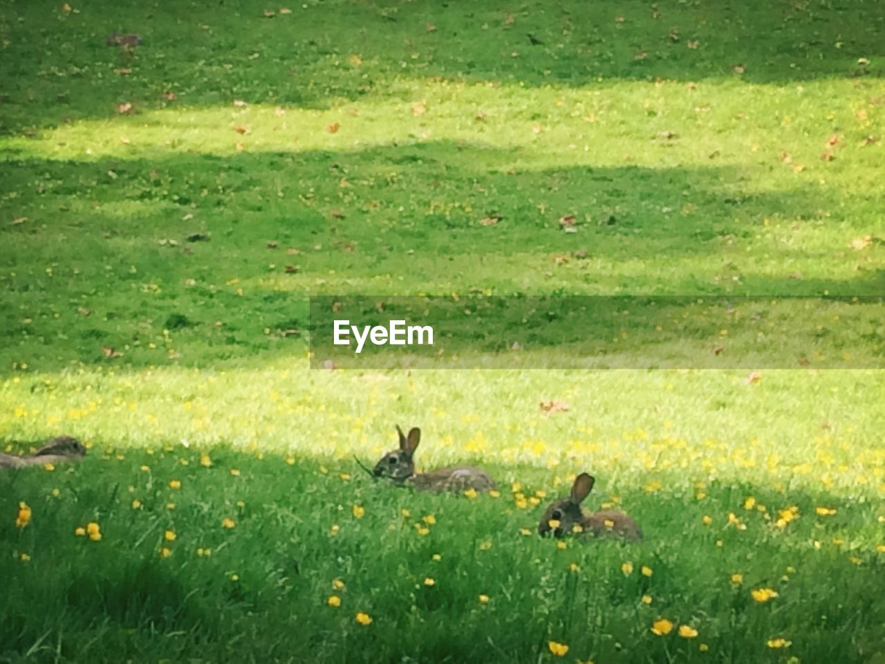 VIEW OF GRASSY FIELD