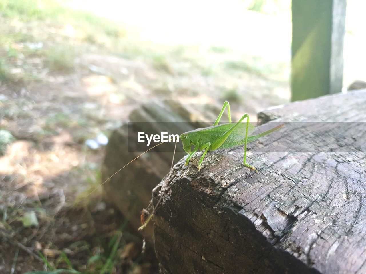 CLOSE-UP OF INSECT ON PLANT