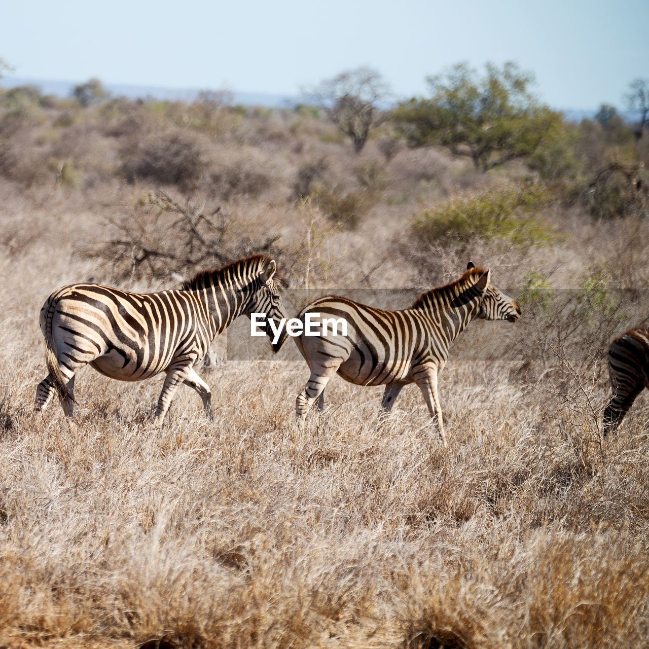 ZEBRAS ON THE GROUND