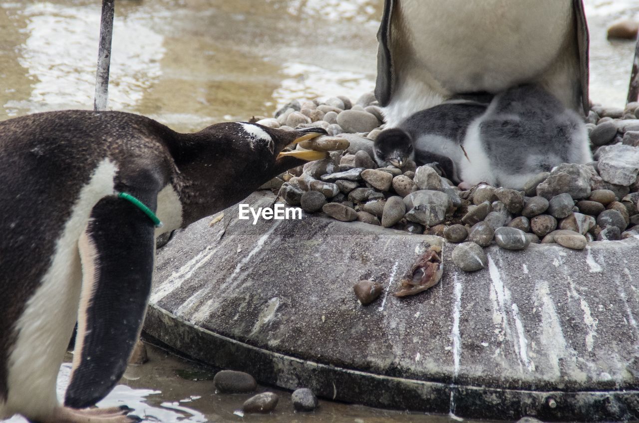 Close-up of penguin feeding chicks