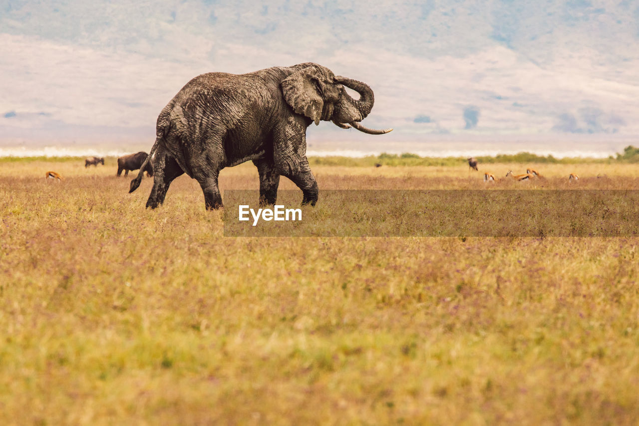 Elephant on field