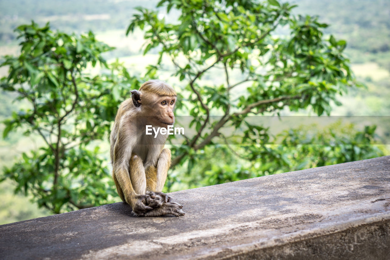 Monkey sitting on retaining wall against trees