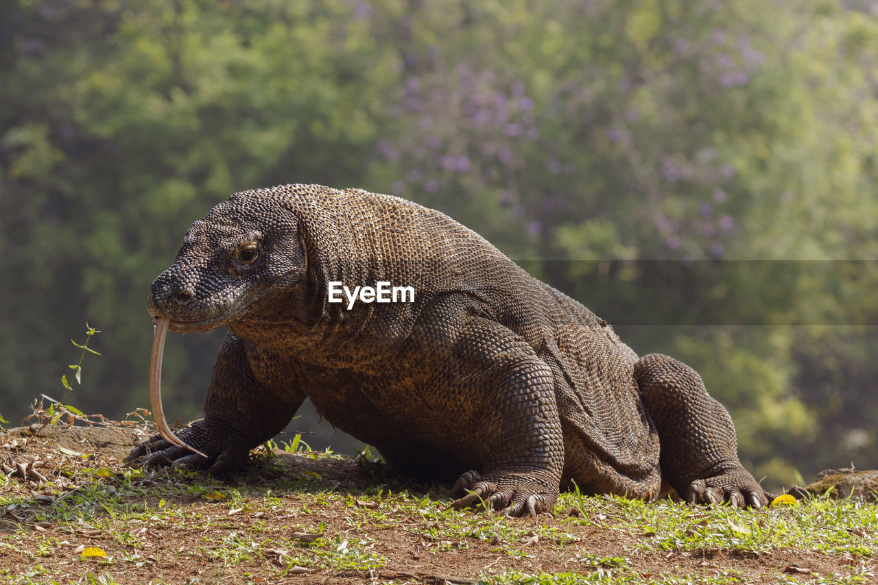 Side view of komodo dragon