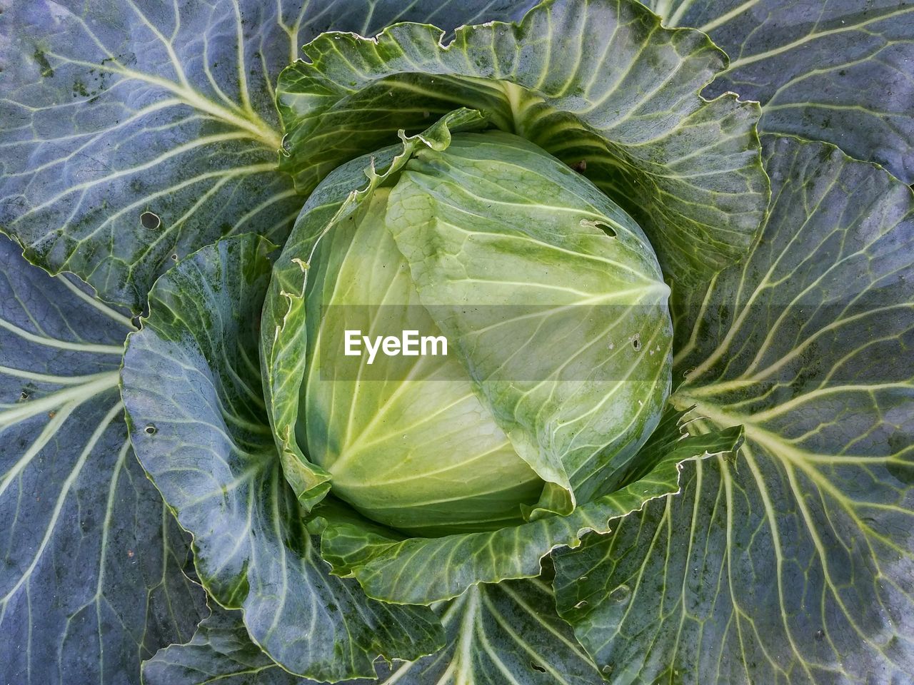 Directly above shot of cabbage with leaves