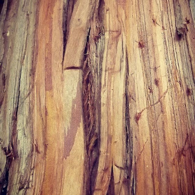 CLOSE-UP OF TREE TRUNK