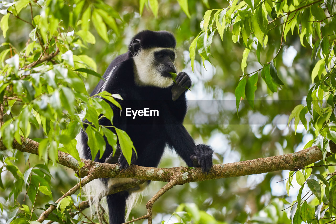 Black-and-white colobus monkey in a tree