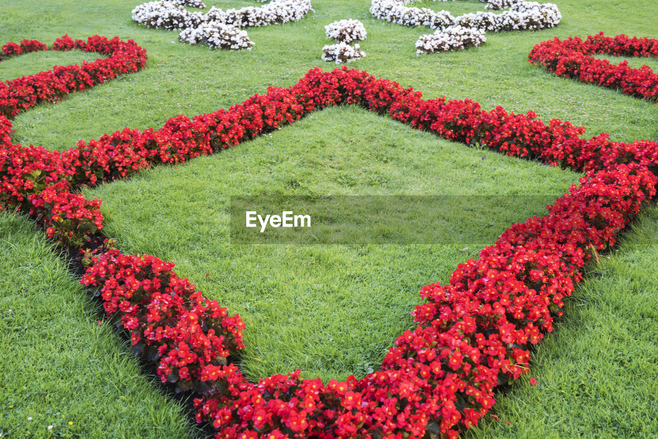 HIGH ANGLE VIEW OF RED FLOWERS