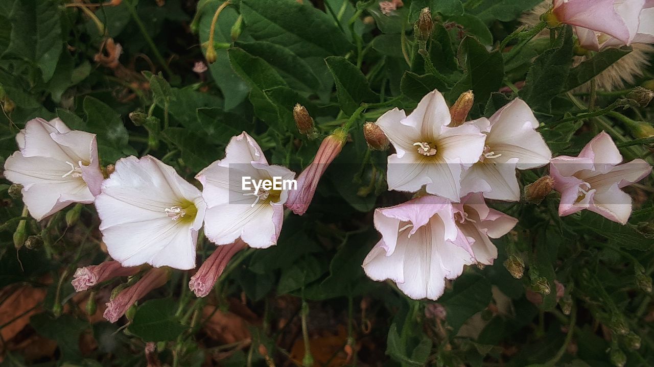 plant, flower, flowering plant, beauty in nature, freshness, petal, growth, close-up, fragility, flower head, nature, inflorescence, white, no people, leaf, plant part, day, outdoors, pollen, pink, botany, green, high angle view