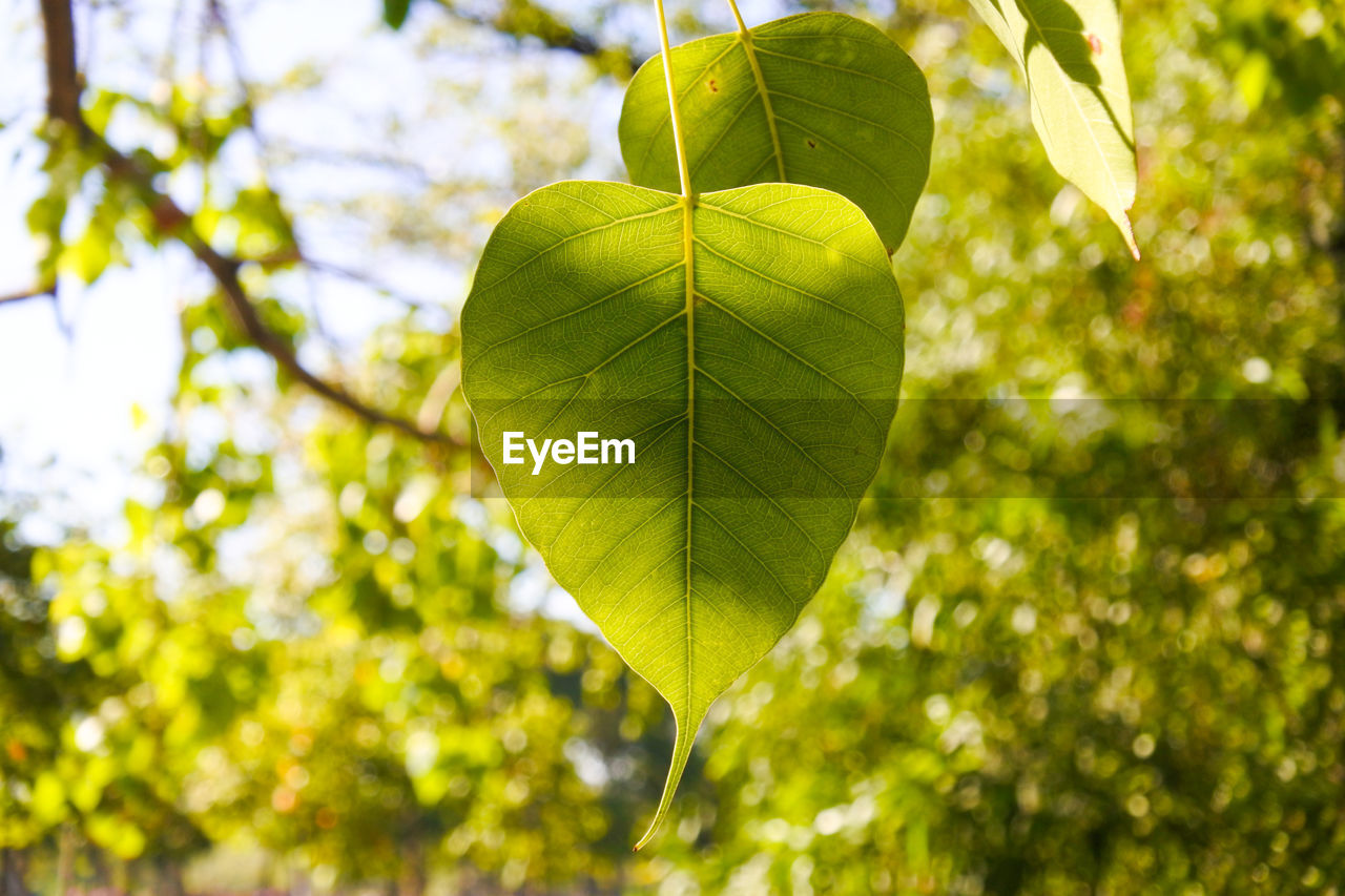 Low angle view of leaves on tree