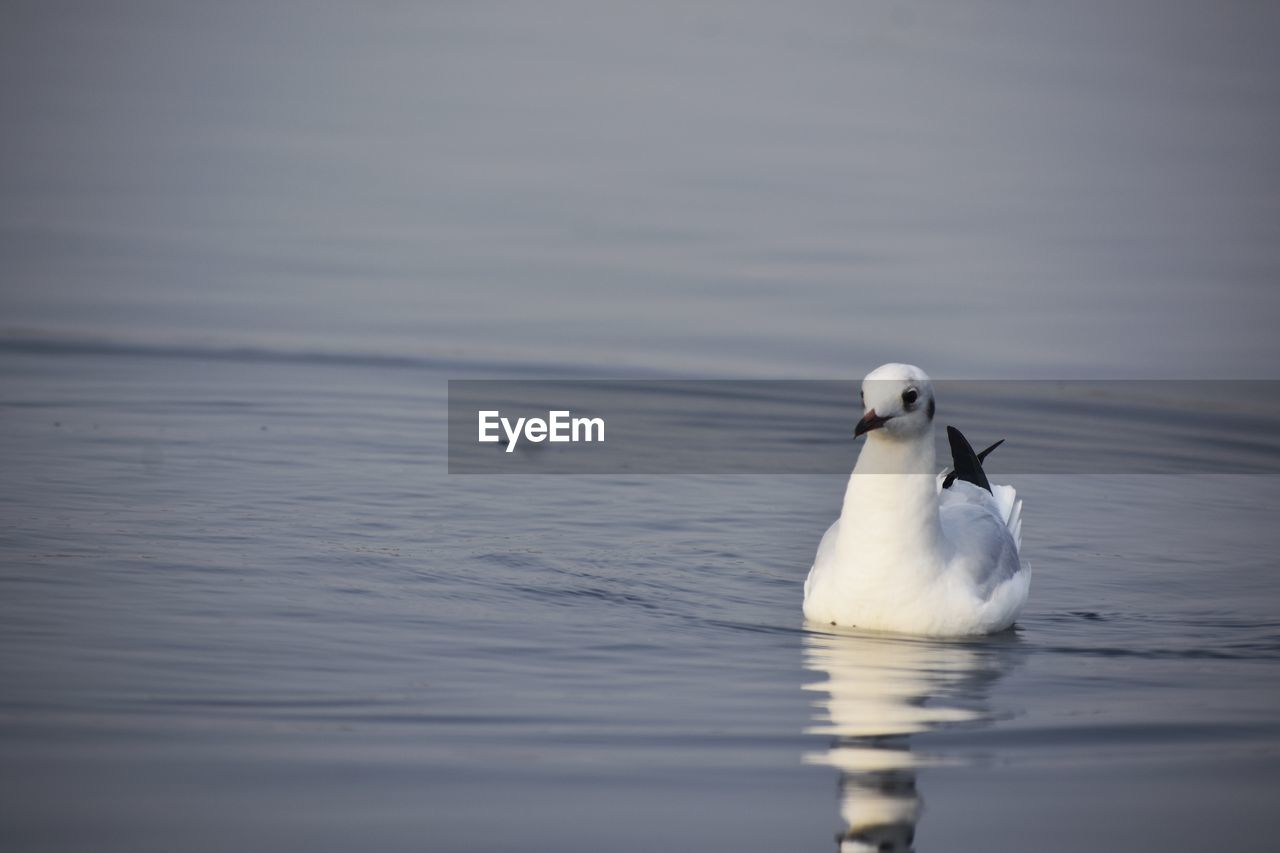 SWANS SWIMMING IN LAKE