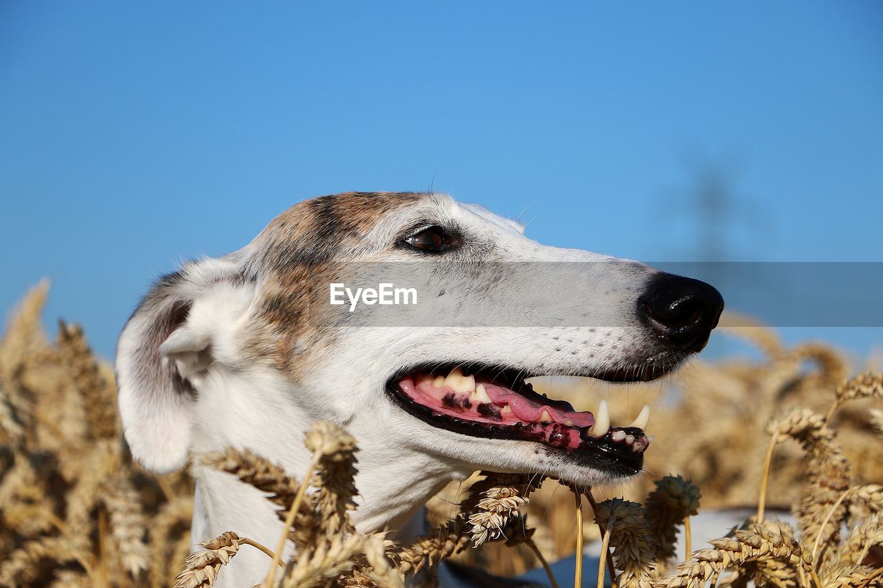 CLOSE-UP OF DOG LOOKING AWAY AGAINST SKY