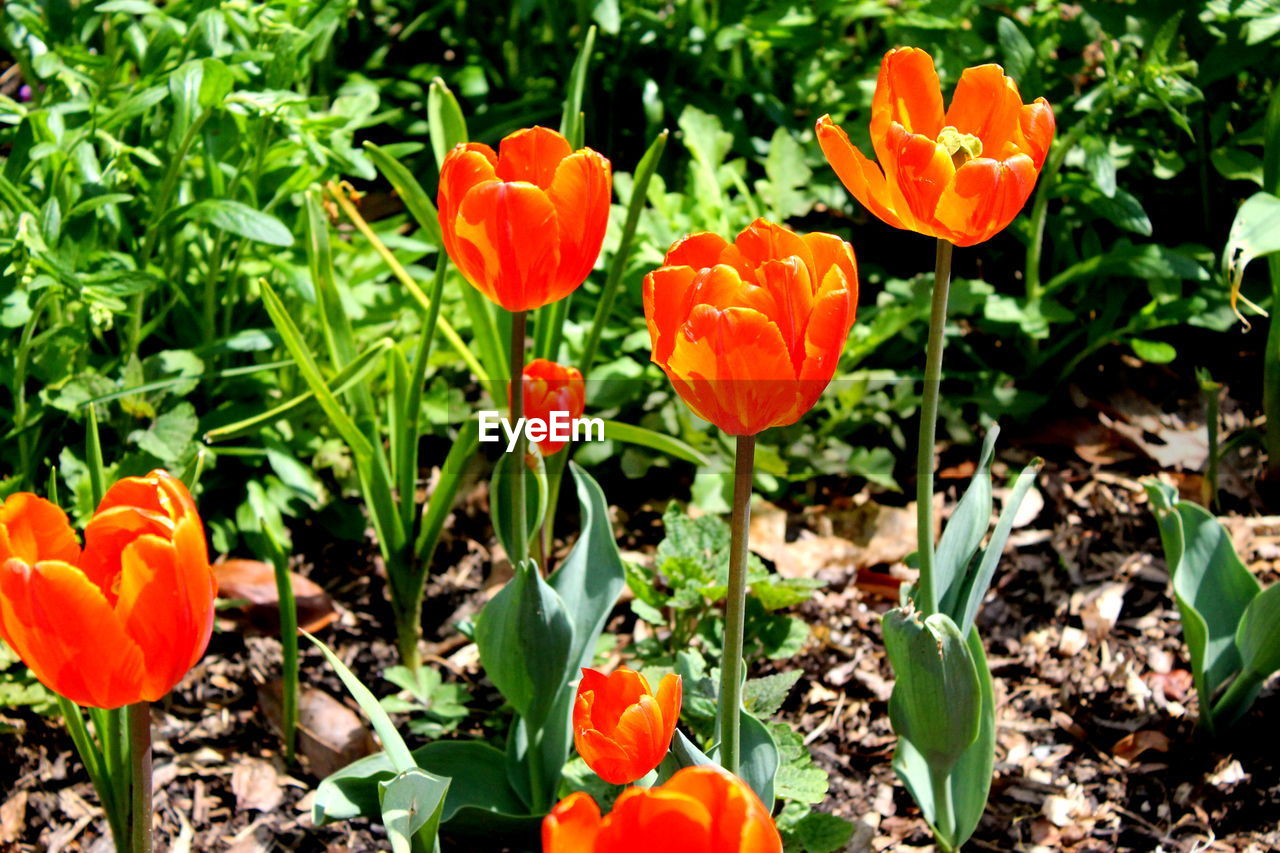 Close-up of orange poppy flowers blooming outdoors