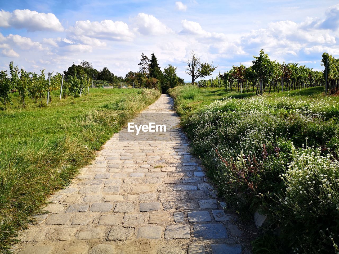 FOOTPATH ALONG PLANTS