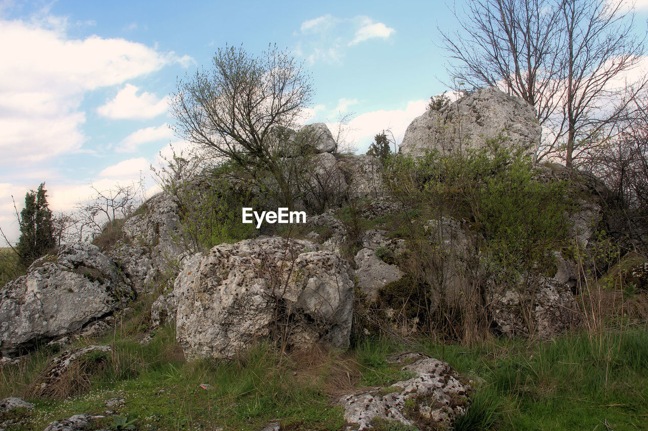 VIEW OF TREES ON LANDSCAPE