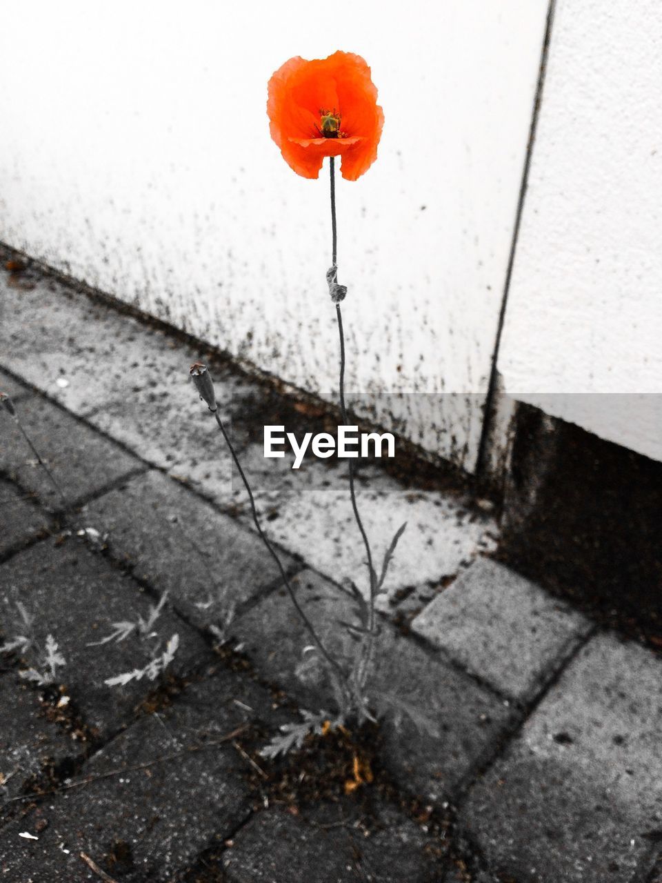 Red poppy growing through paving stones