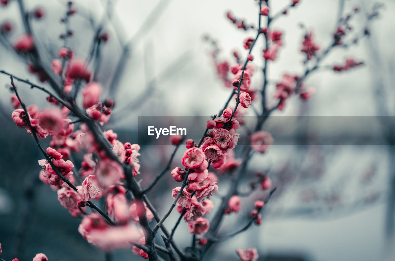 Close-up of cherry blossoms on tree