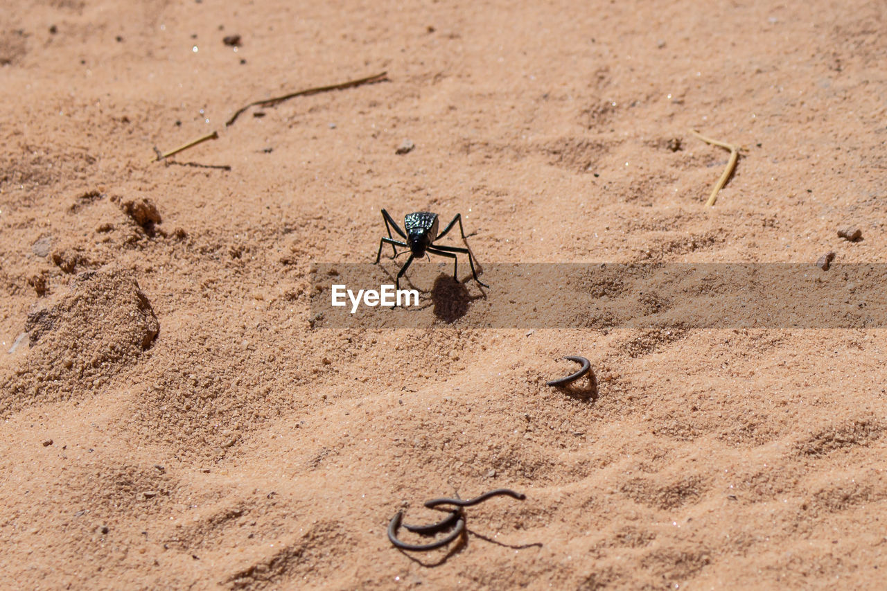 HIGH ANGLE VIEW OF GRASSHOPPER ON SAND