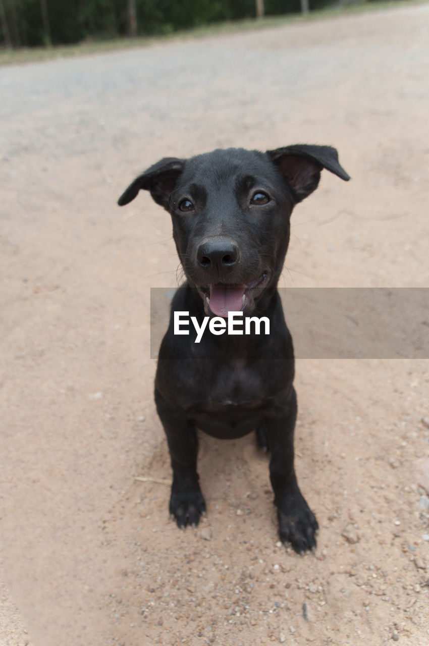 Close-up of black puppy