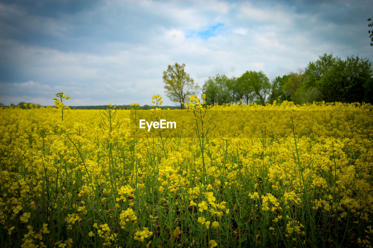 Scenic view of oilseed rape field against sky