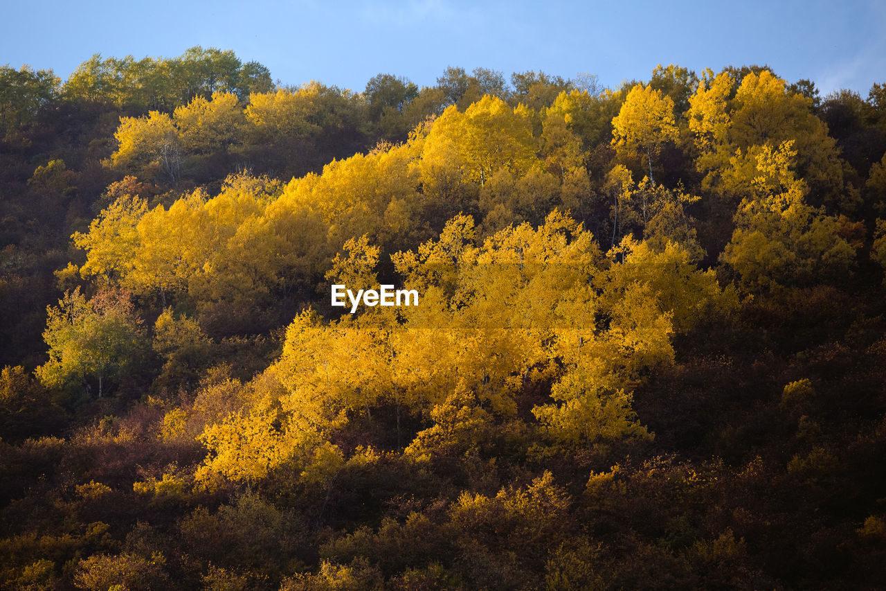 HIGH ANGLE VIEW OF YELLOW FLOWER TREES IN THE FOREST