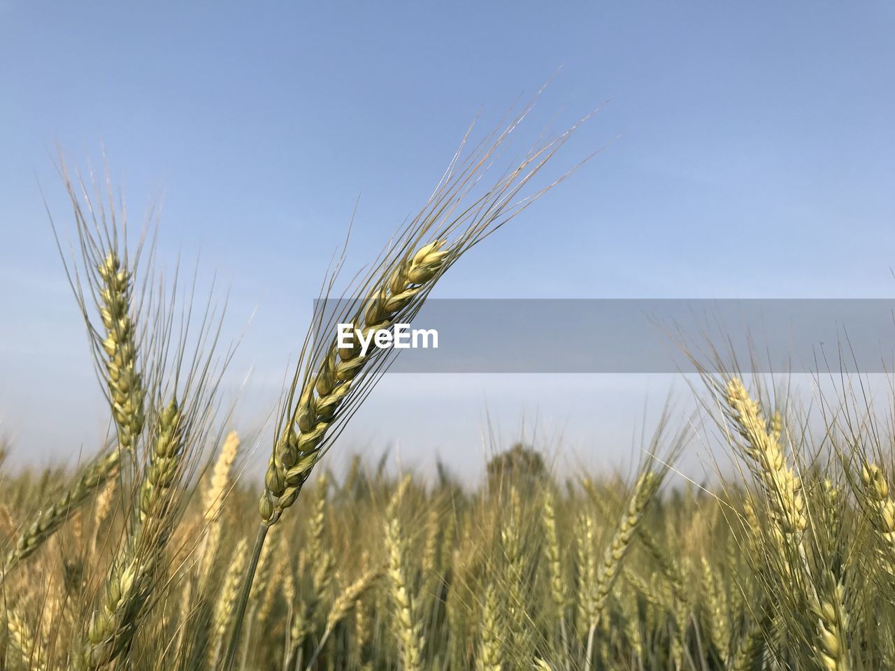 CLOSE-UP OF WHEAT CROP IN FIELD