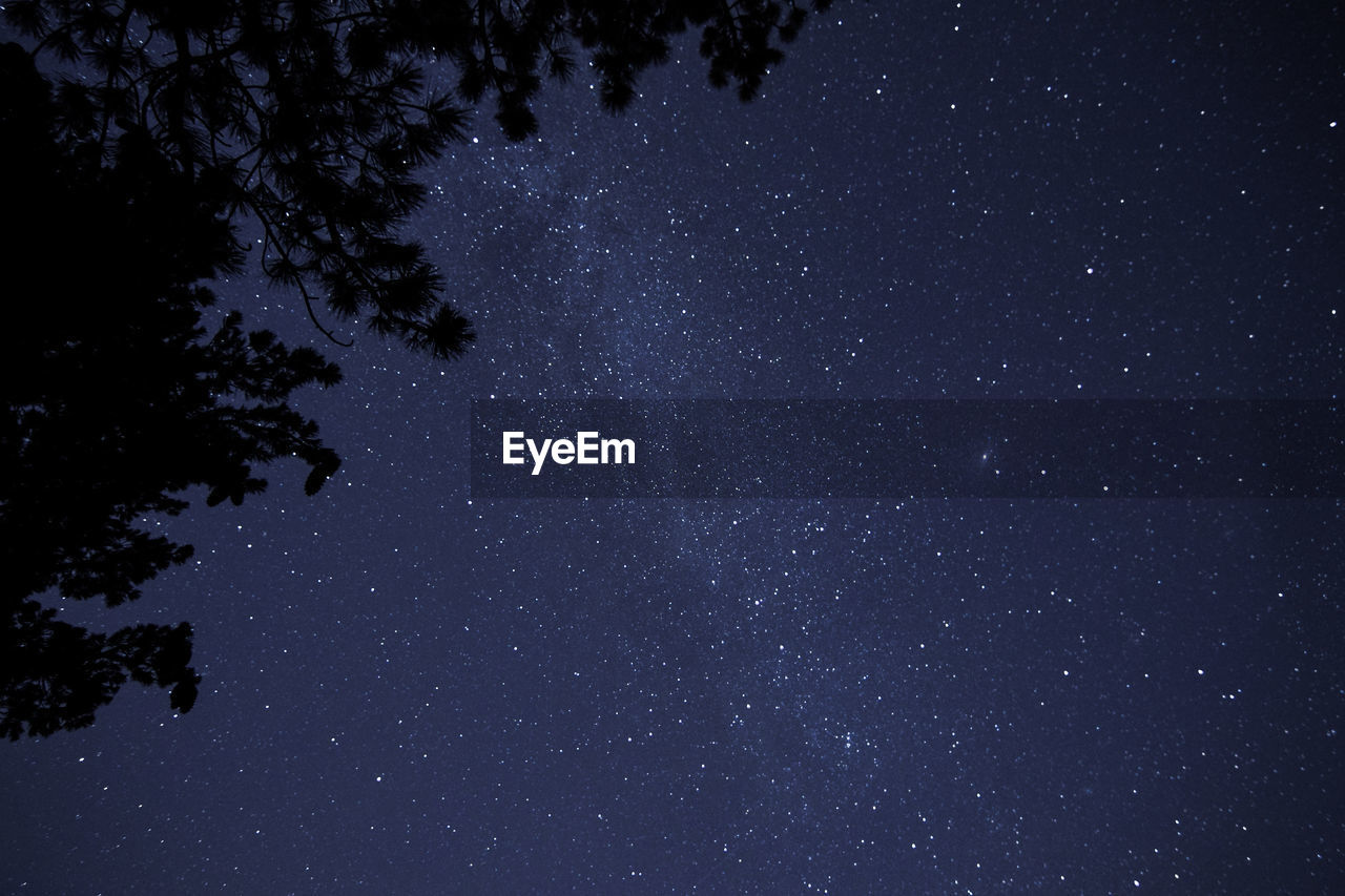 LOW ANGLE VIEW OF TREES AGAINST STAR FIELD