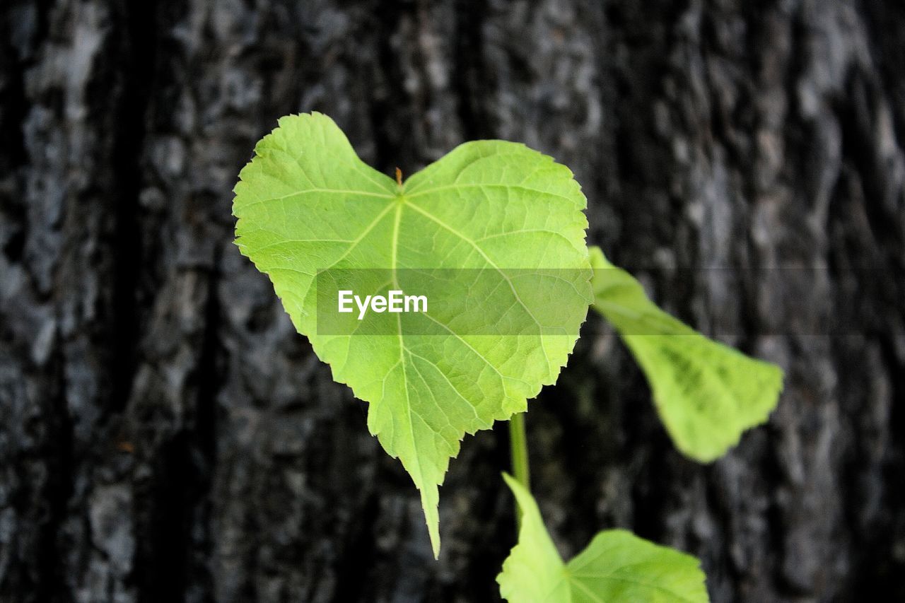 Close-up of leaf on tree trunk