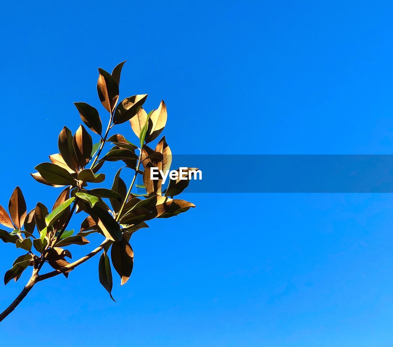 Low angle view of flower tree against clear blue sky