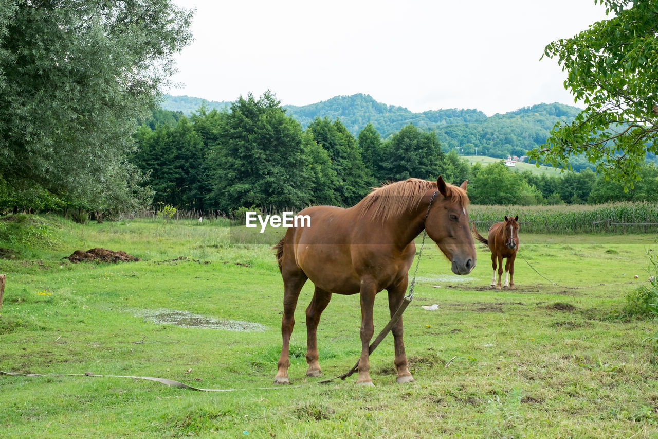 Horse standing in a field