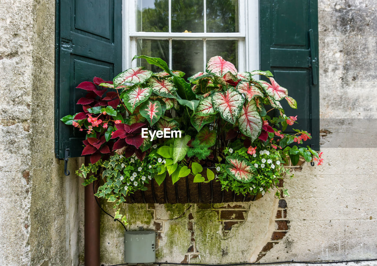 Window planters in charleston, south carolina.