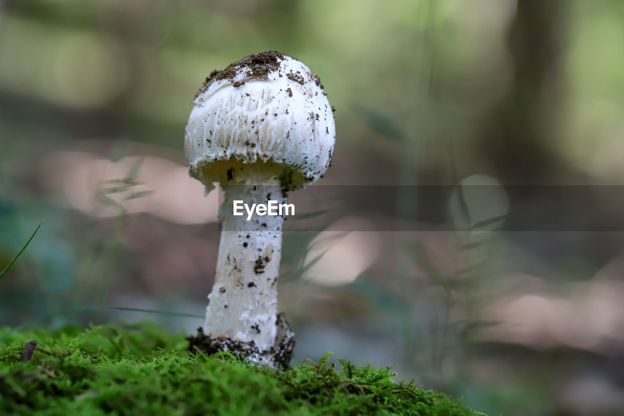 CLOSE-UP OF MUSHROOM ON FIELD