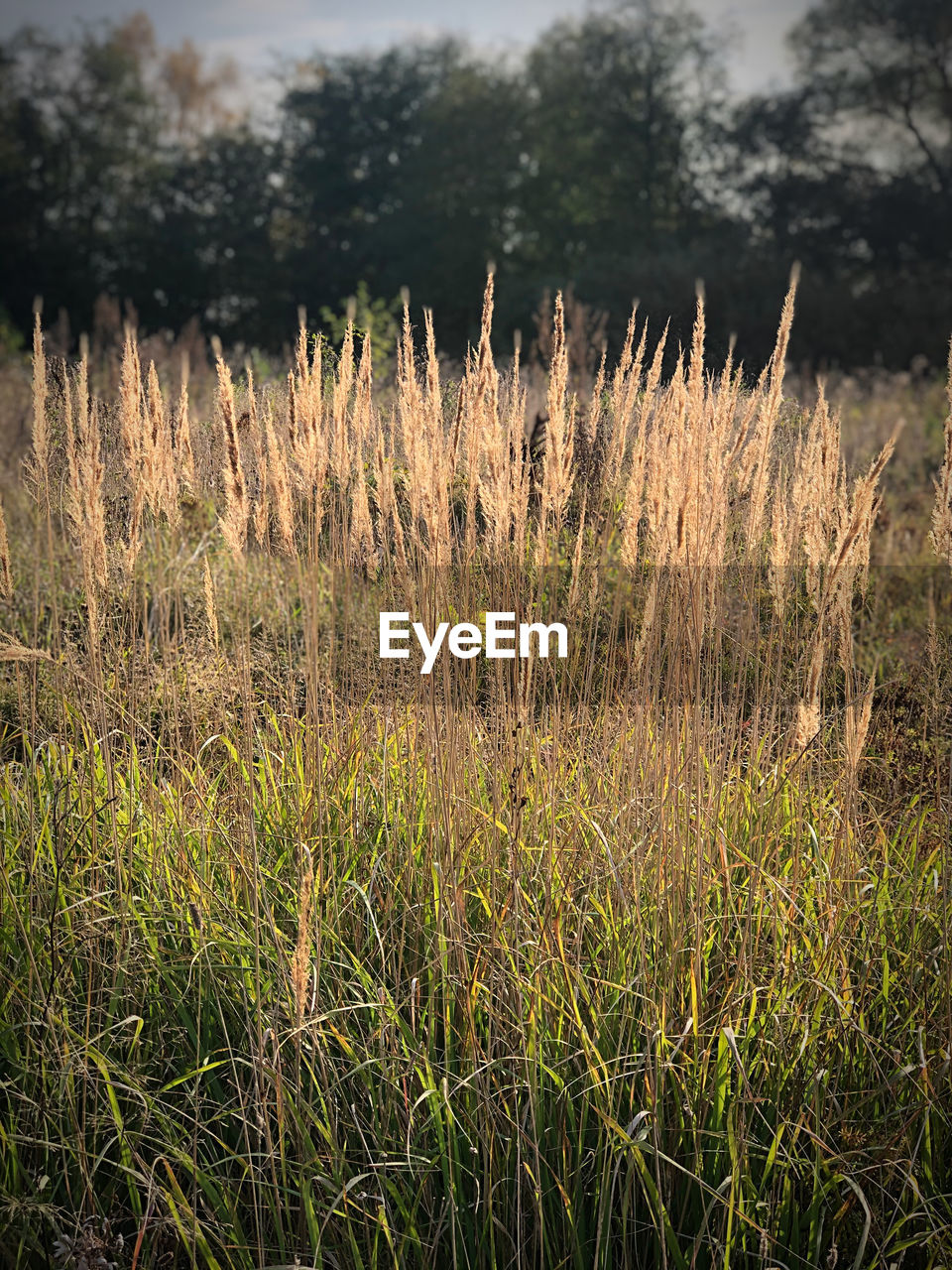 PLANTS GROWING ON FIELD IN FOREST