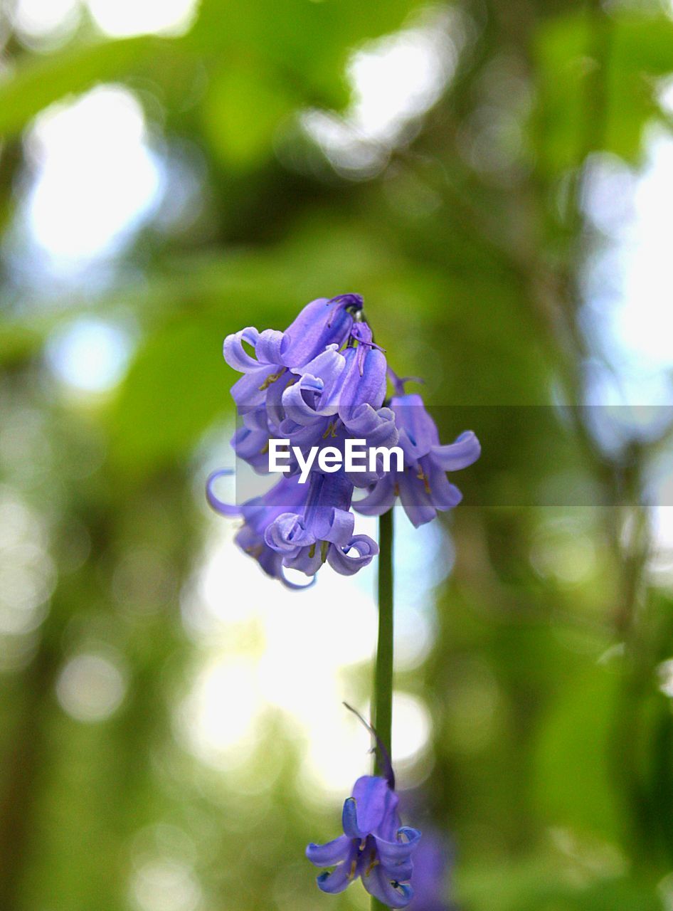 CLOSE-UP OF PURPLE FLOWER BLOOMING