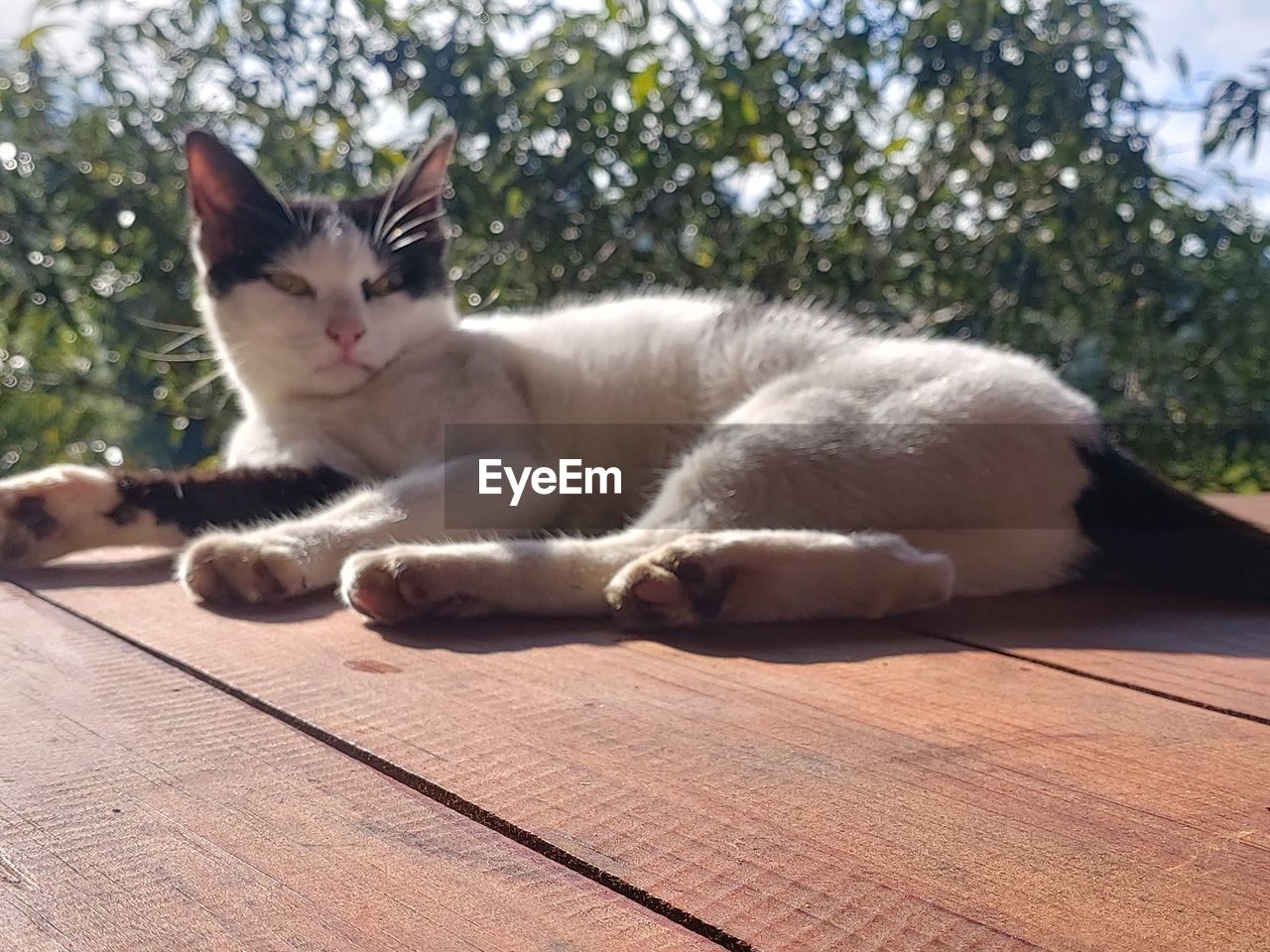 cat, animal themes, mammal, animal, pet, domestic animals, one animal, domestic cat, feline, relaxation, whiskers, lying down, felidae, sunlight, small to medium-sized cats, portrait, no people, looking at camera, nature, day, wood, resting, plant, sitting, outdoors, tree, flooring, focus on foreground