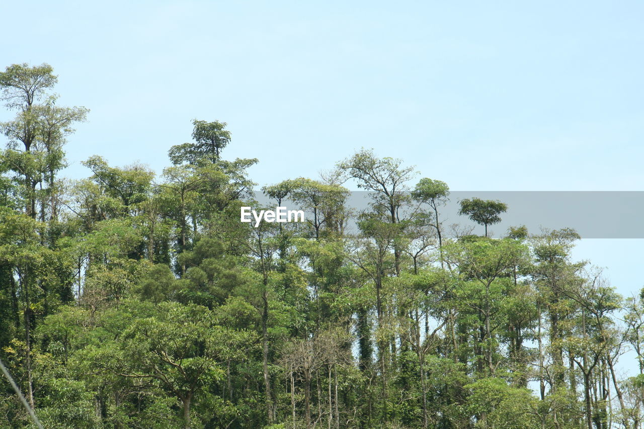 TREES AND PLANTS GROWING IN FOREST AGAINST CLEAR SKY