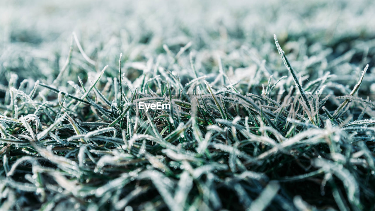 Close up of frozen grass at morning