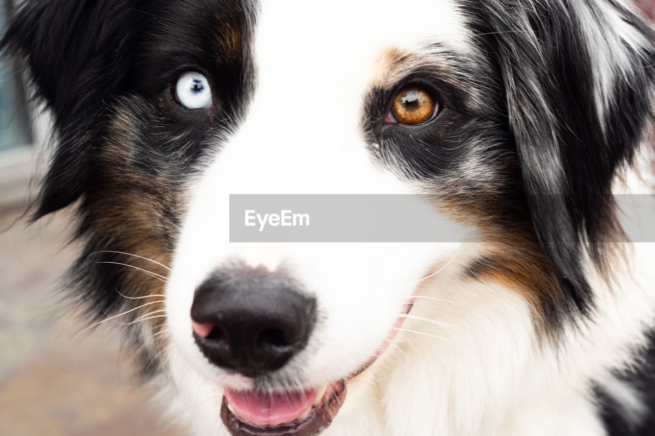 pet, one animal, animal themes, domestic animals, dog, mammal, canine, animal, animal body part, border collie, portrait, animal head, close-up, looking at camera, no people, black, animal hair, focus on foreground, carnivore, animal eye, facial expression, eye, animal mouth, cute