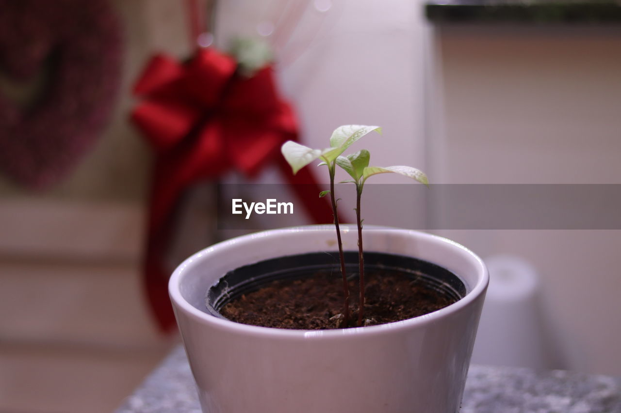 CLOSE-UP OF FLOWER POT ON POTTED PLANT